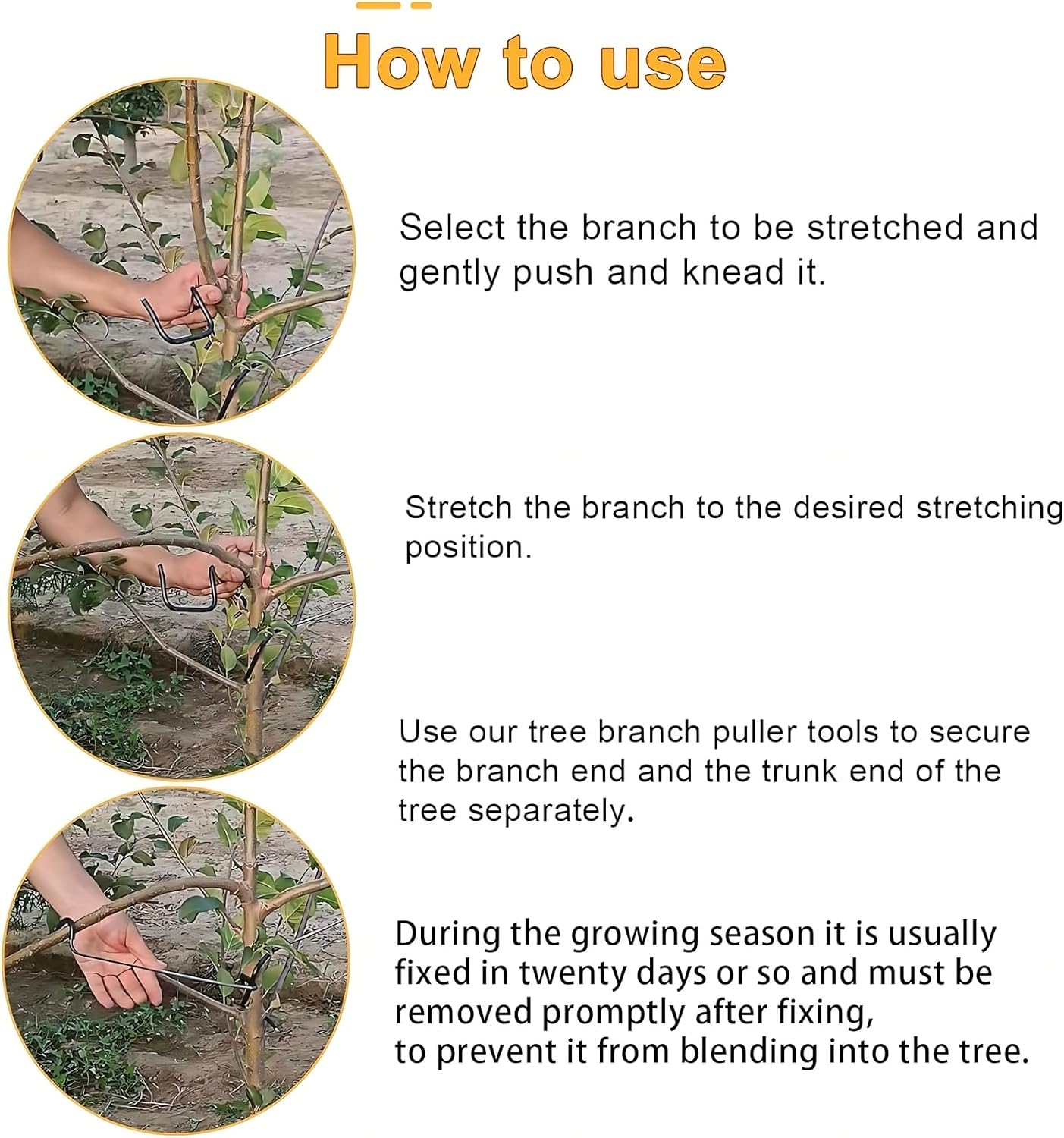 Adjustable Fruit Tree Branch S - Bonsai Garden Usa review and price
