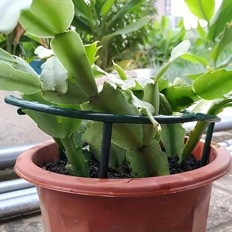 30-1PCS Plastic Plant Support  - Bonsai Garden Tools review and price
